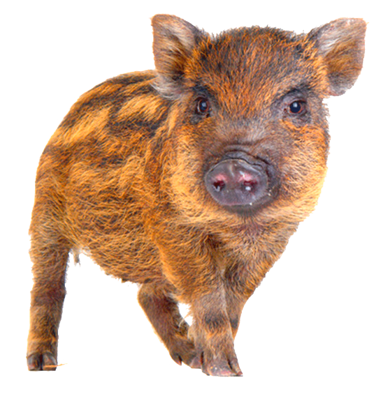 Ein Frischling