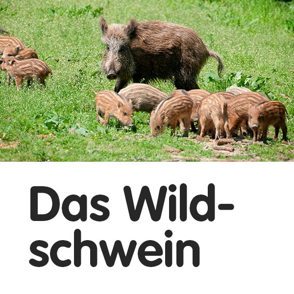 Das Wildschwein