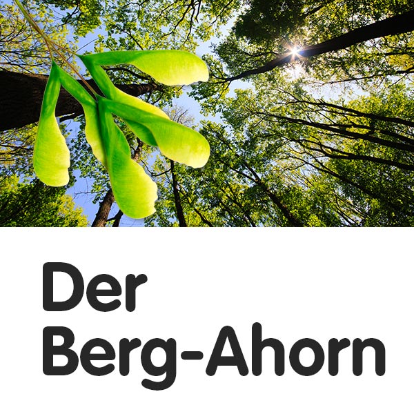 Der Berg-Ahorn