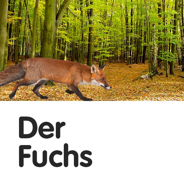 Der Fuchs