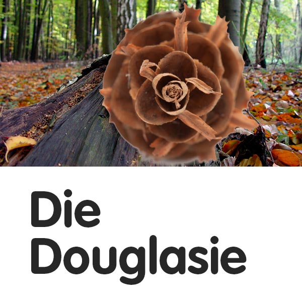 Die Douglasie