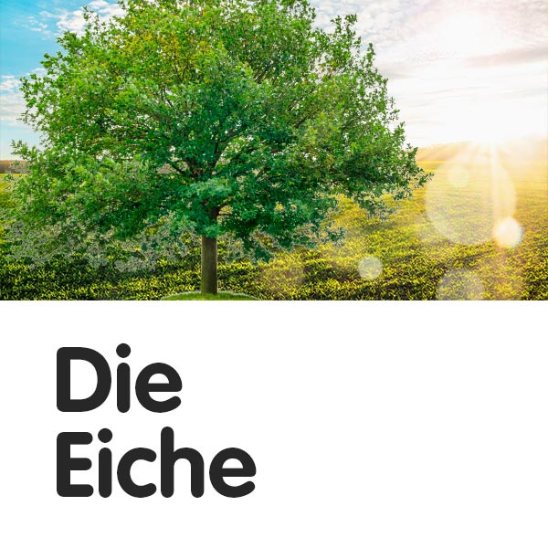 Die Eiche