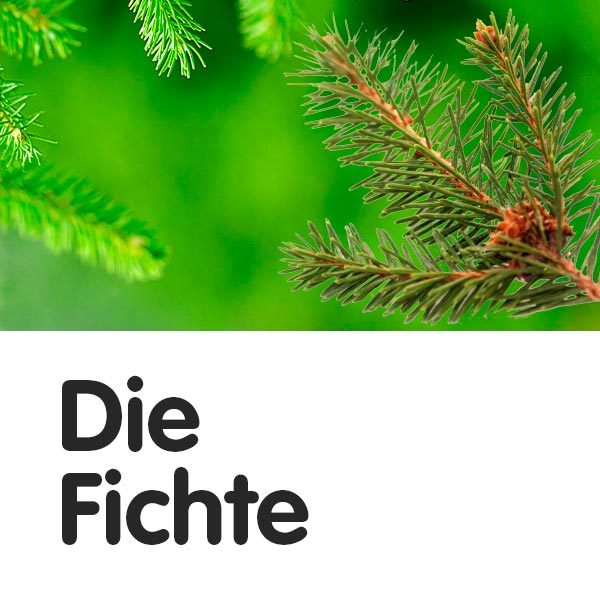 Die Fichte