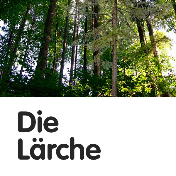 Die Lärche