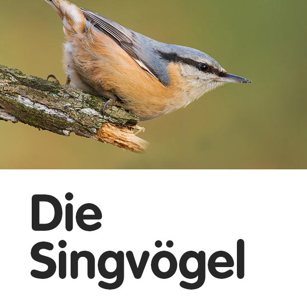 Die Singvögel