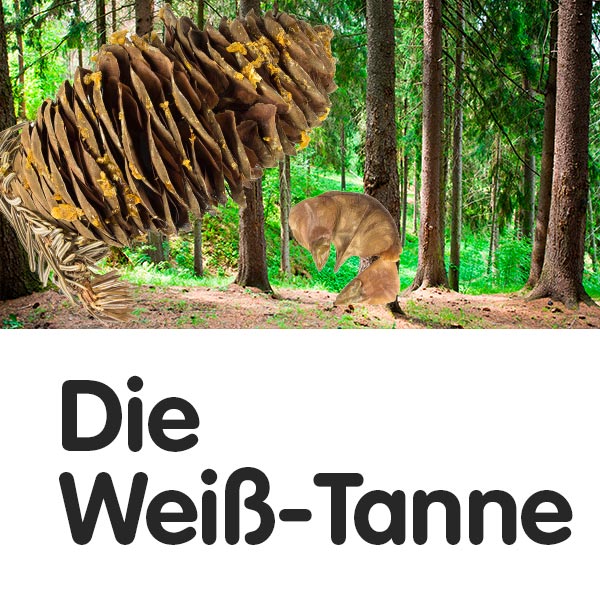 Die Weiß-Tanne