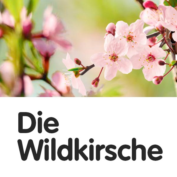 Die Wildkirsche